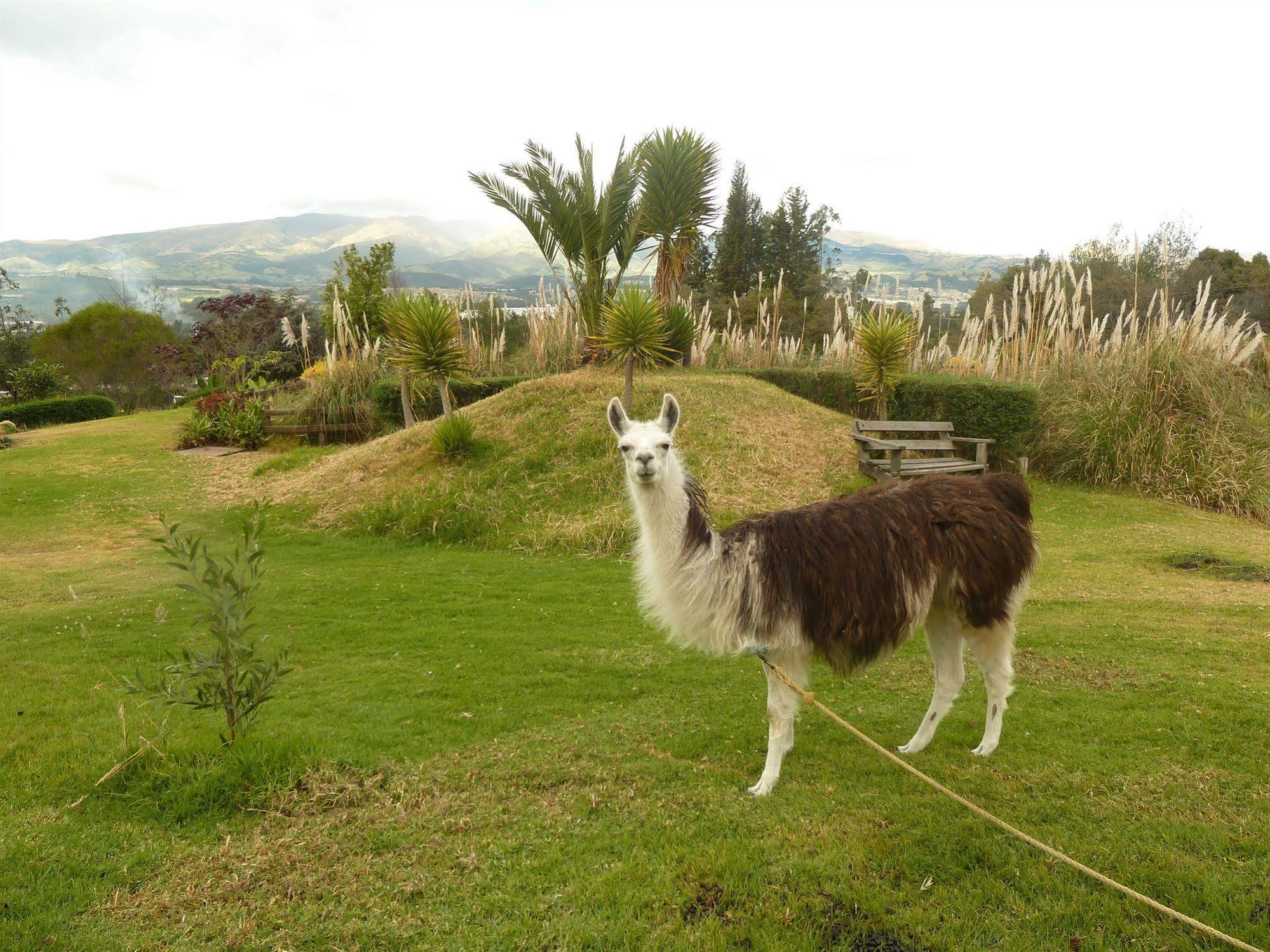 Hacienda Hosteria San Luis Cayambe Eksteriør bilde